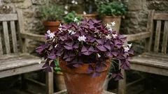 Oxalis triangularis in casa: guida pratica su luce, acqua e dormienza