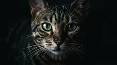 Come interpretare i segnali delle baffe del gatto: 5 messaggi che si manifestano nella vita quotidiana