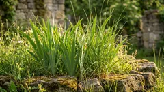 Semino queste piantine a marzo e in autunno ottengo un raccolto abbondante