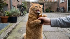 Valerian, Catnip, and Other Plants That Excite Cats: How They Work