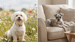 7 razze di cani puliti: poco odore e meno peli in casa