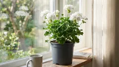 Cura del pelargonio a marzo: come risvegliare la pianta dopo l'inverno e prepararla a una fioritura rigogliosa