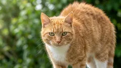 I gatti riescono a controllare consapevolmente il proprio pelo, o è solo una questione di istinto